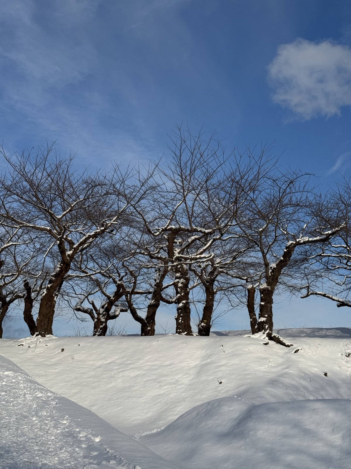 北海道雪景 第 6 张