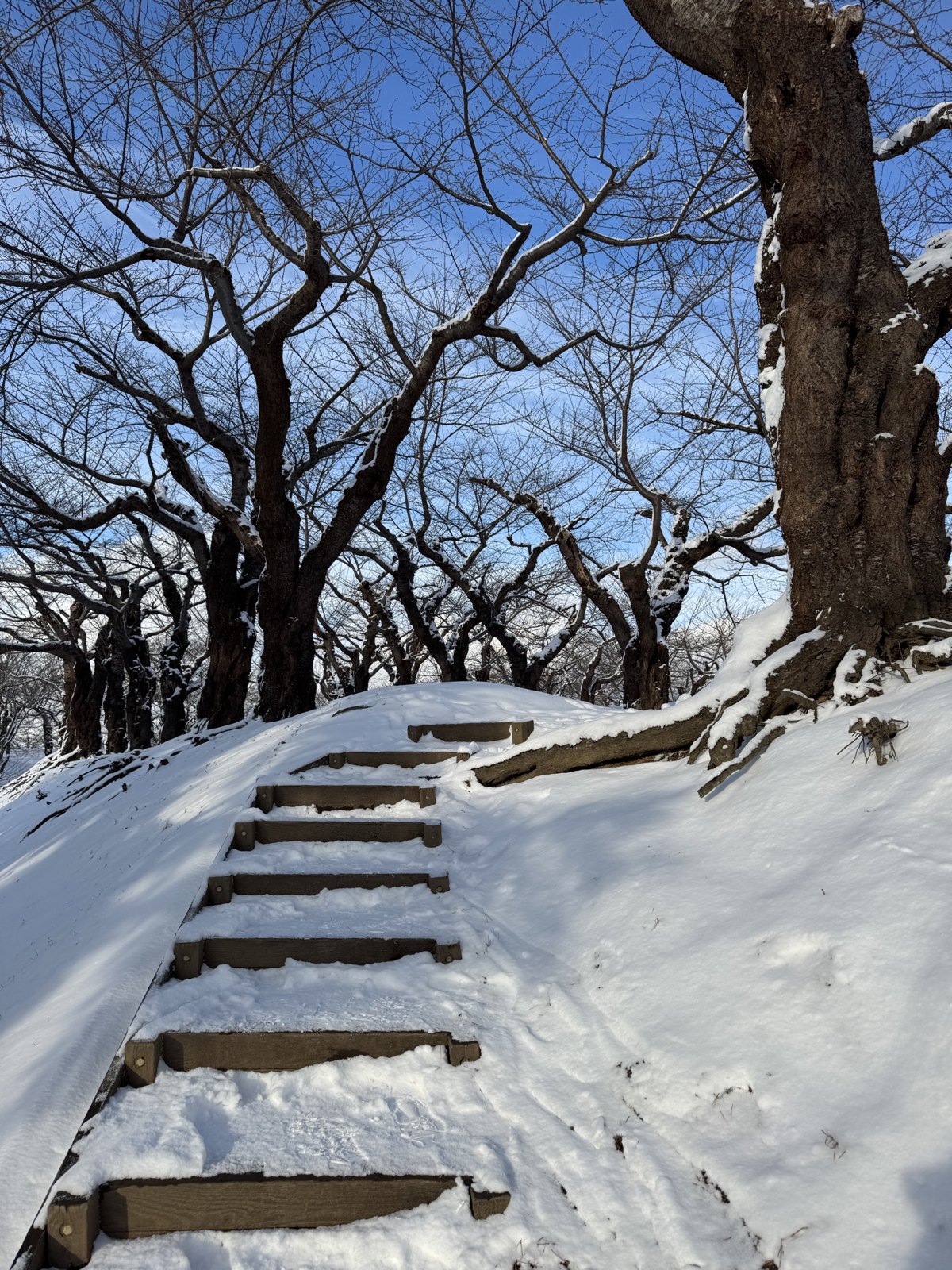 北海道雪景 第 5 张