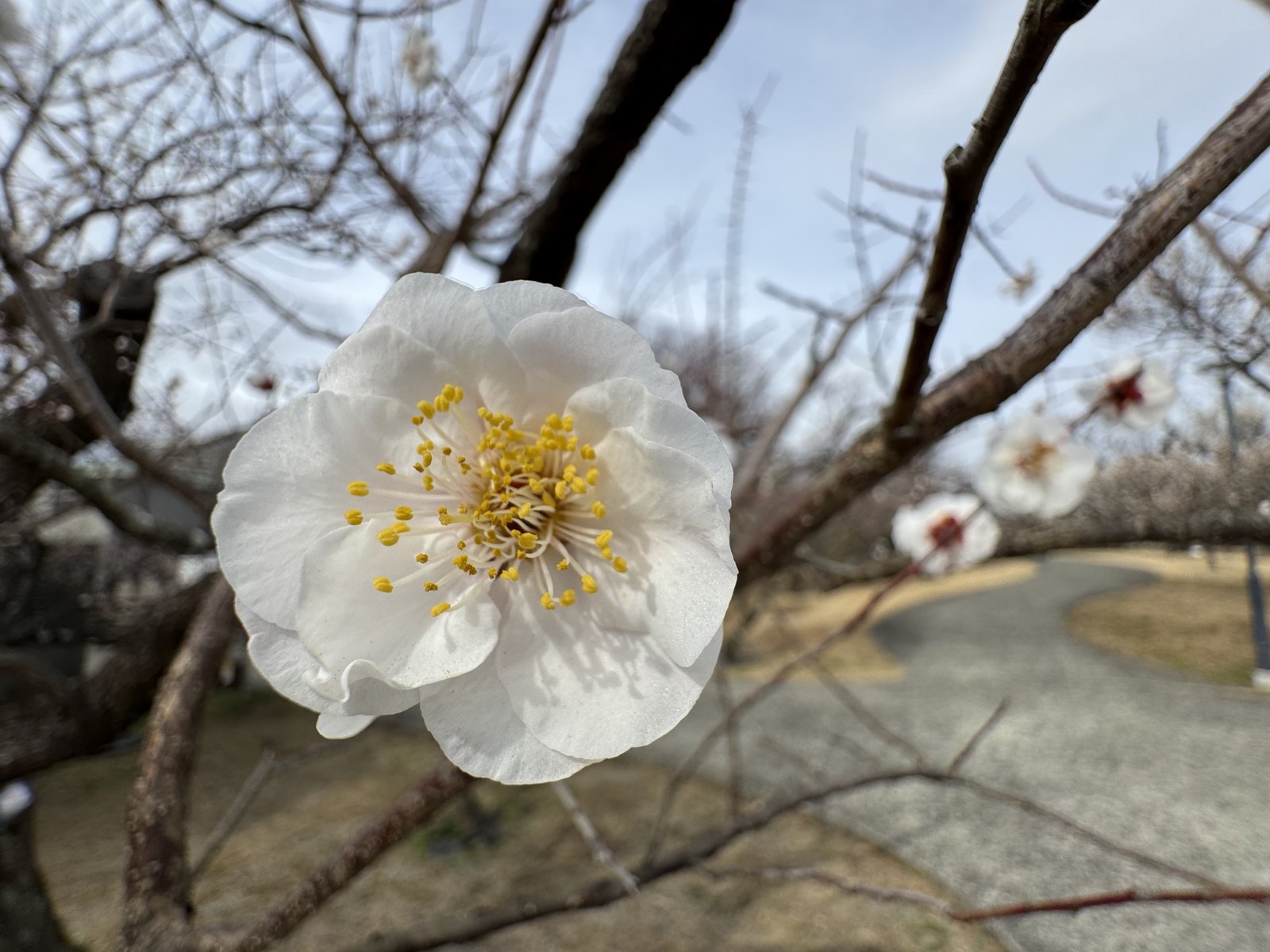 赏梅 第 2 张
