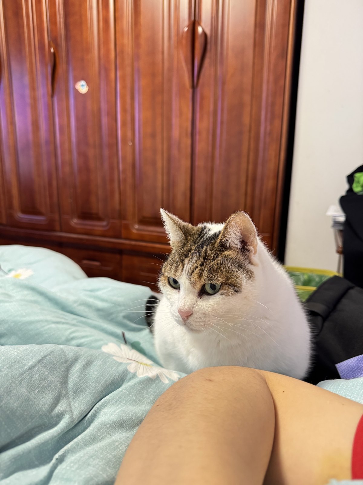 猫咪 第 2 张