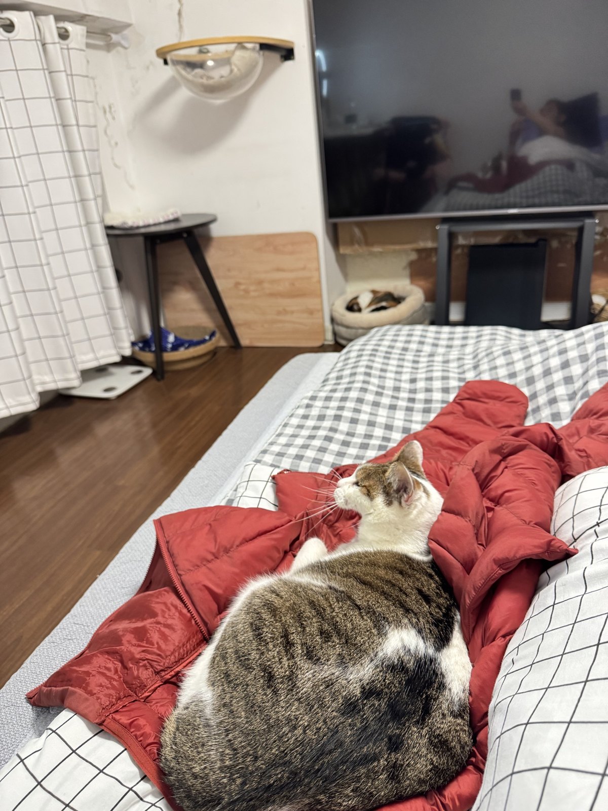 猫咪 第 5 张