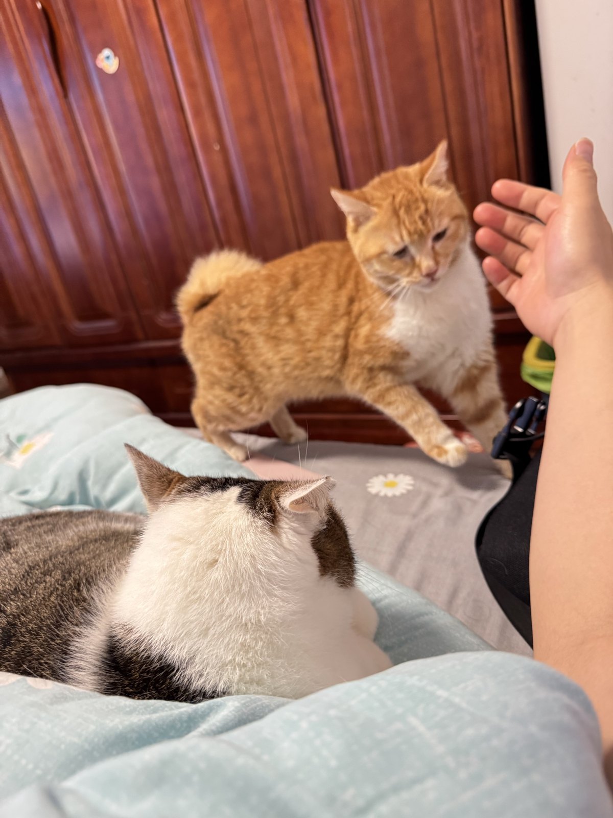 猫咪 第 3 张