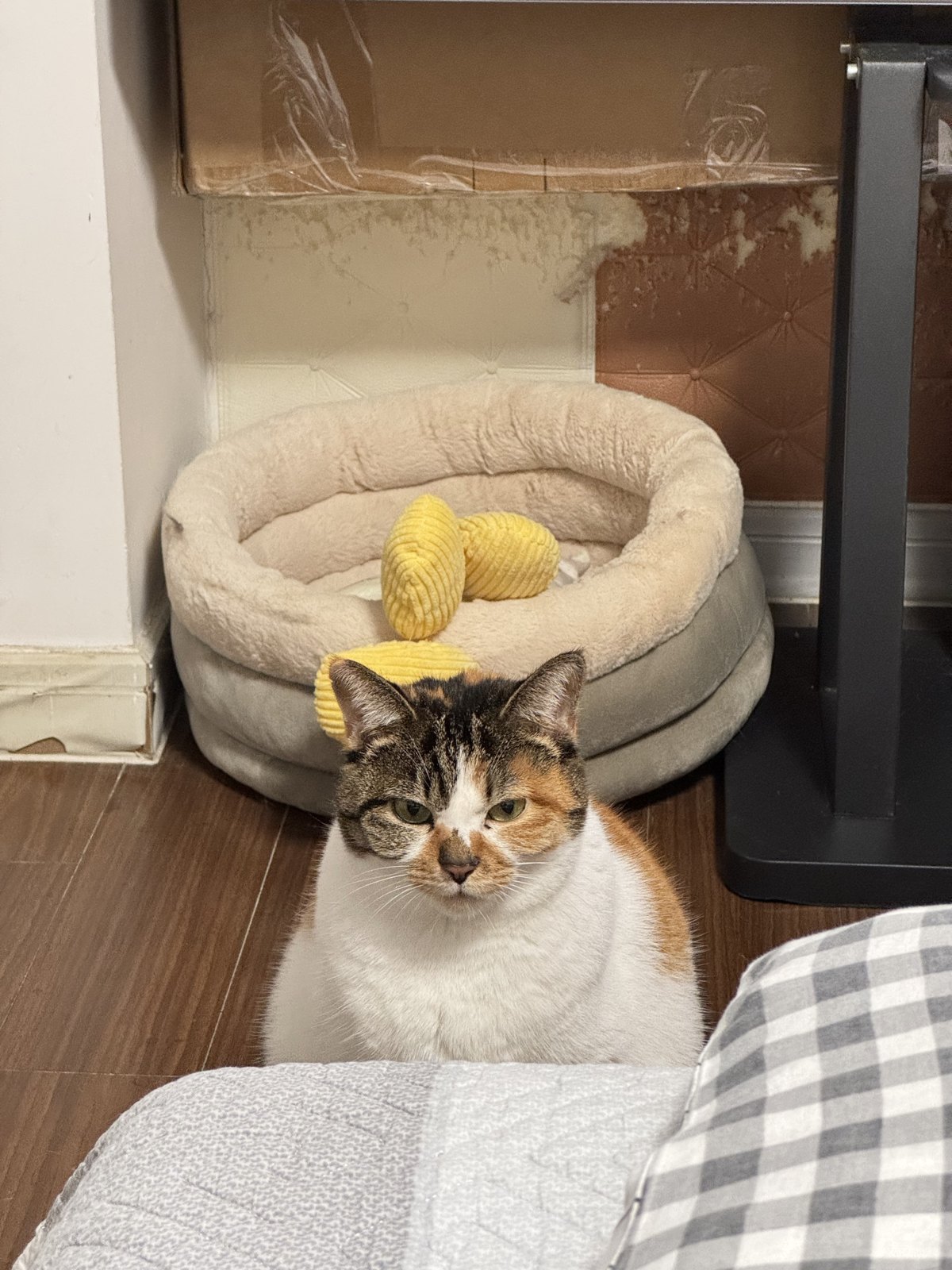 猫咪 第 8 张