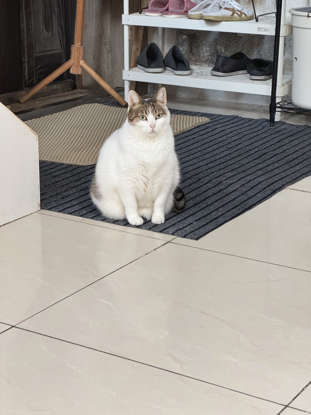 猫咪 第 6 张