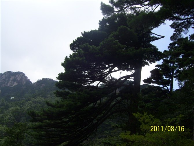 黄山之旅 第 33 张