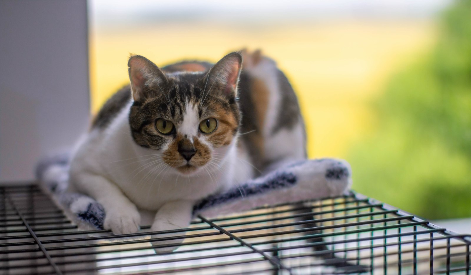 窗台上的猫 · 2023.10