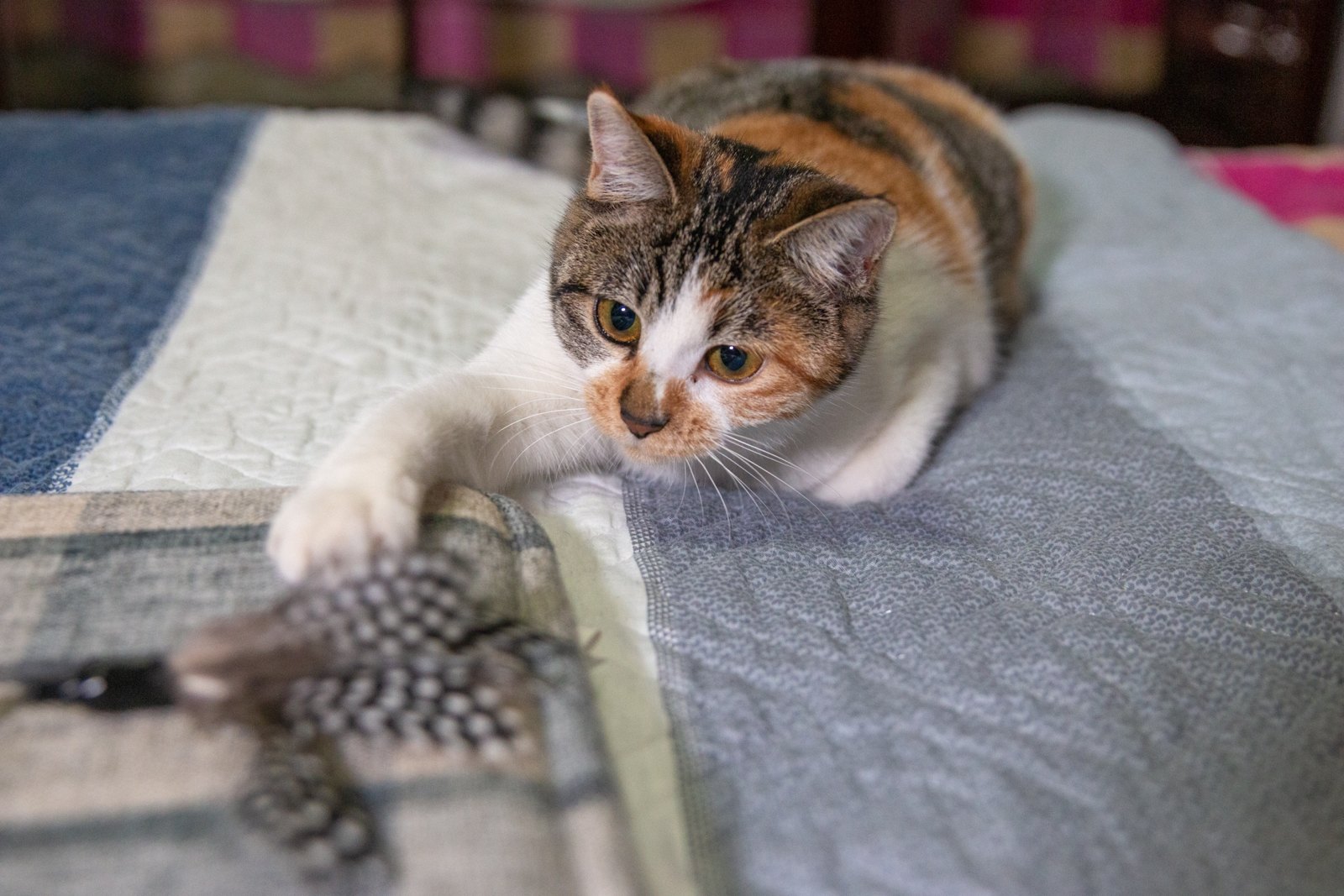 猫咪 第 3 张