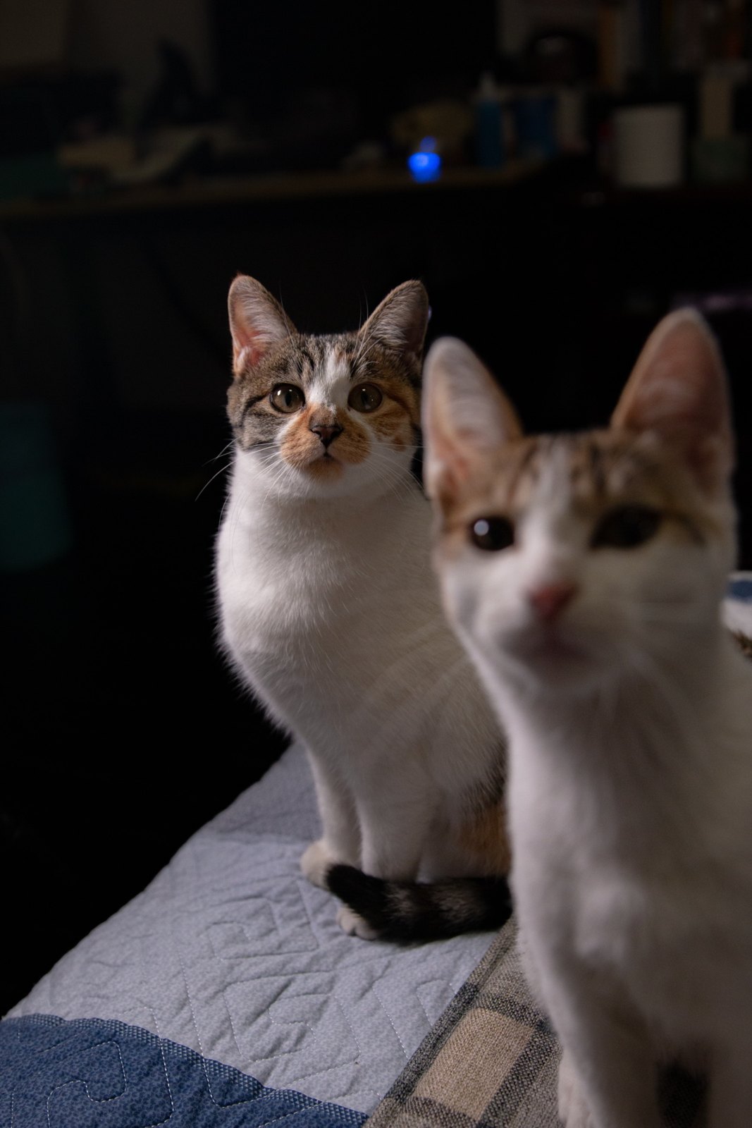 猫咪 第 9 张