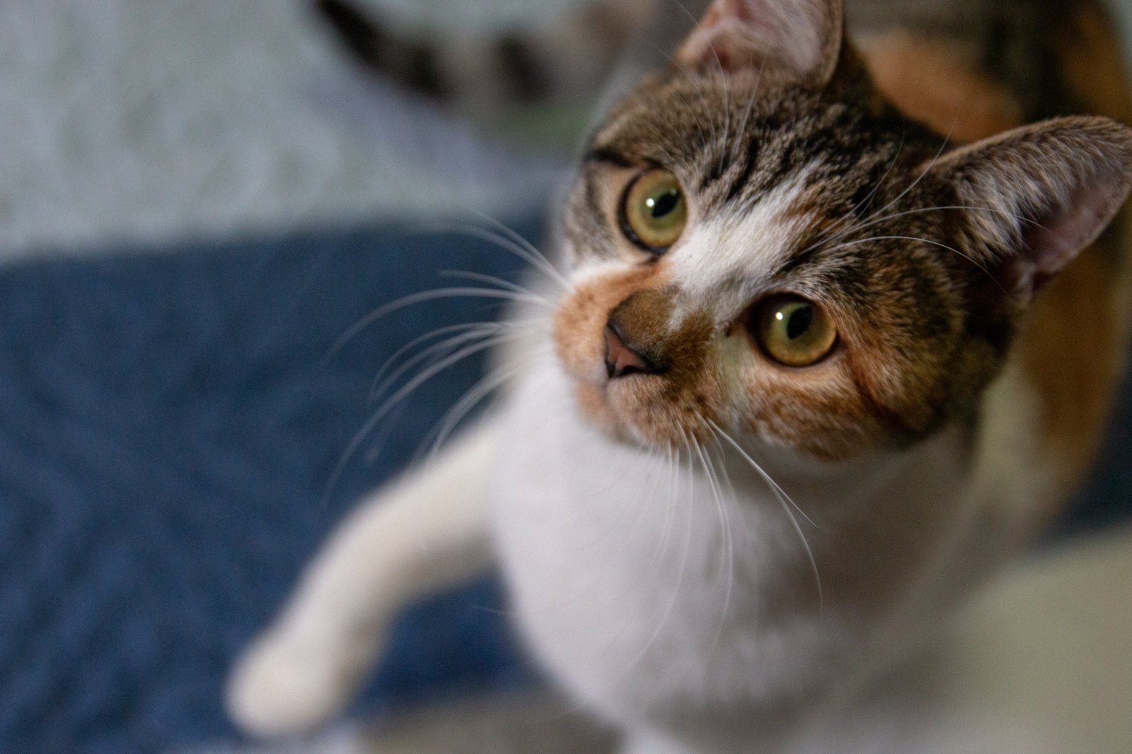猫咪 第 7 张