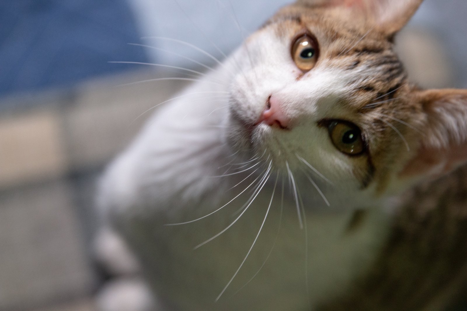 猫咪 第 8 张