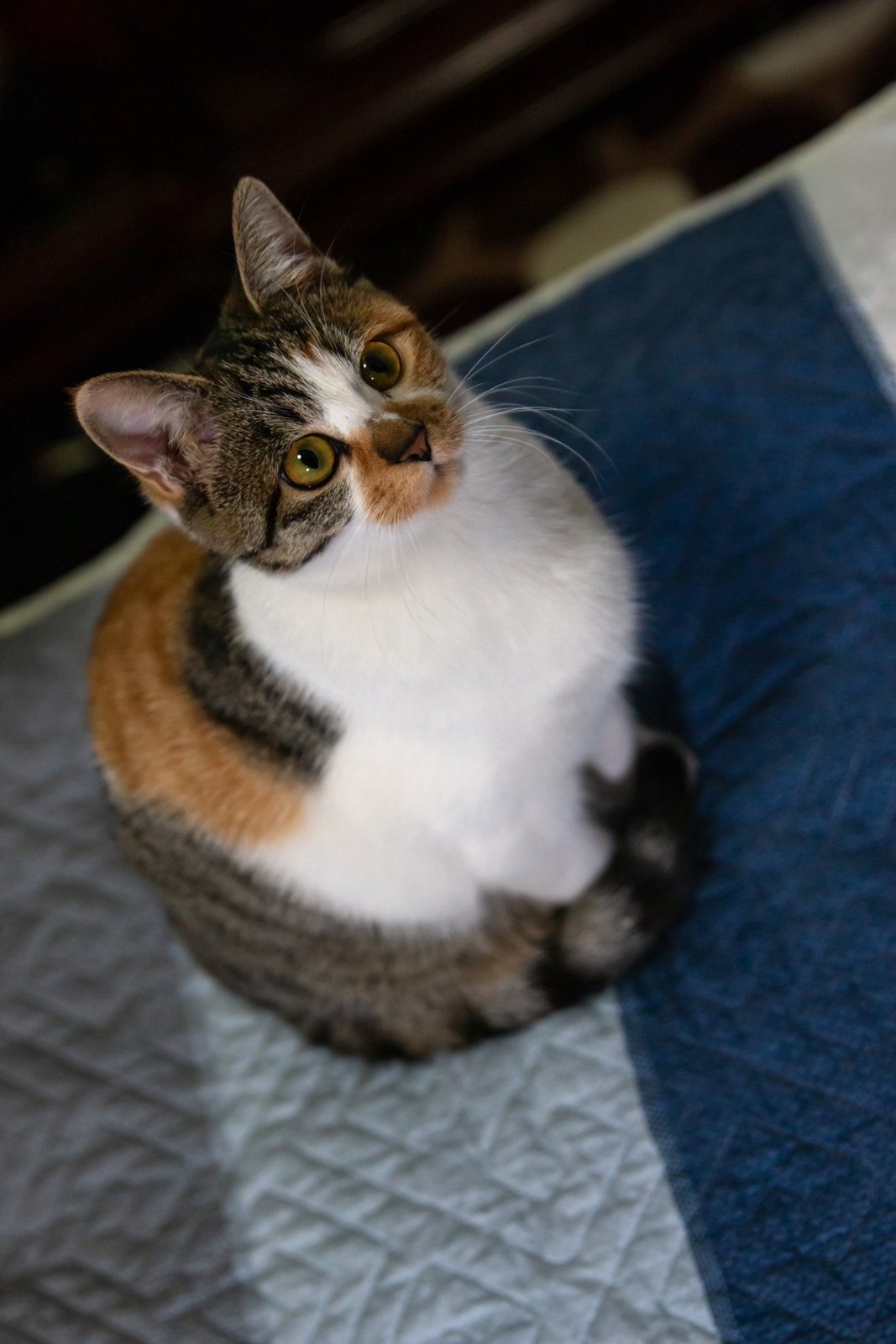 猫咪 第 6 张