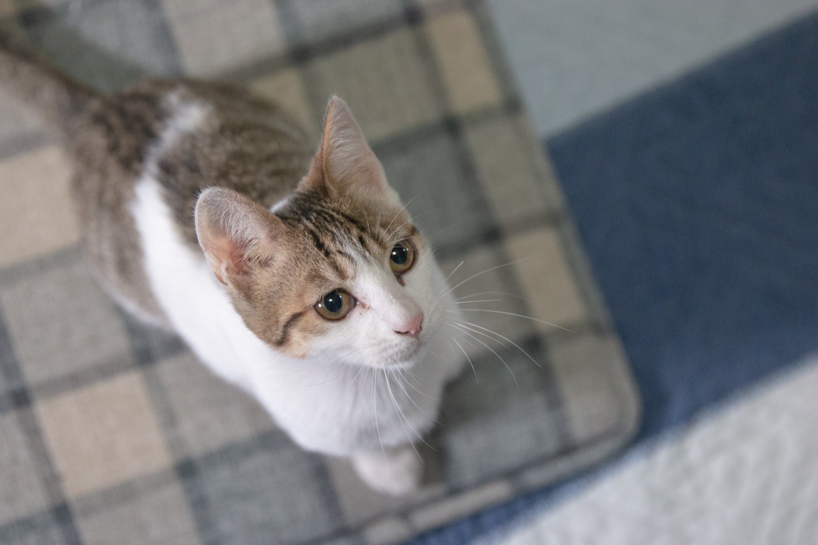 猫咪 第 5 张