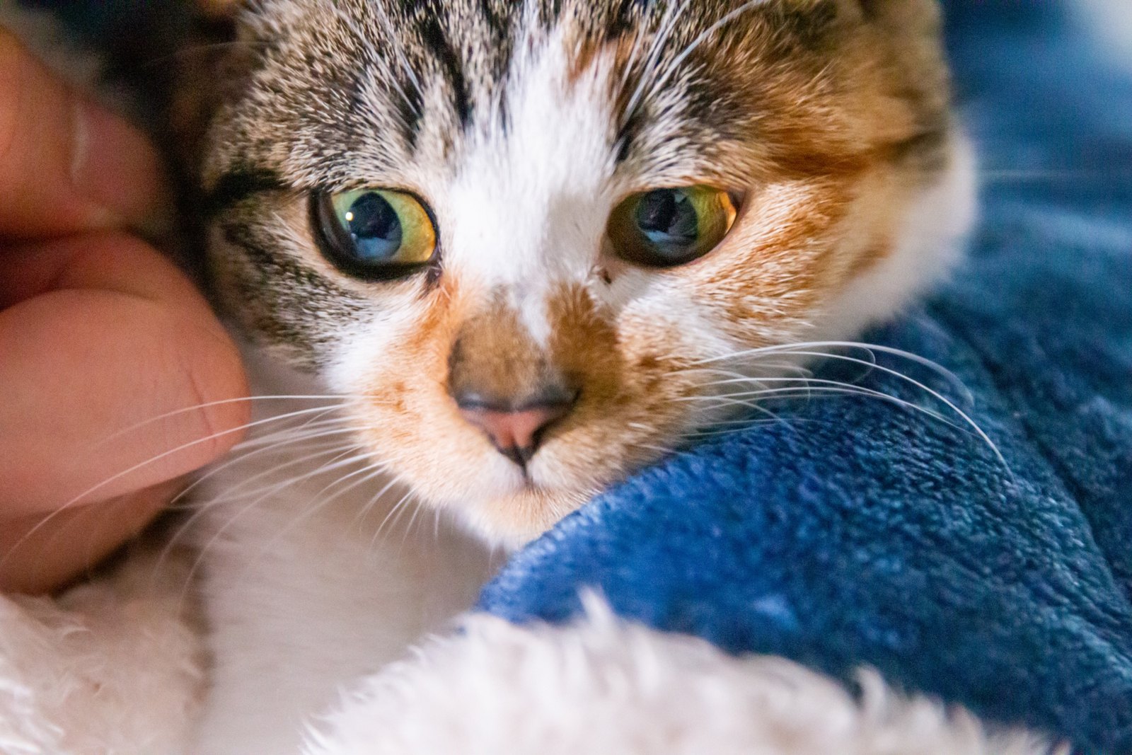 猫咪 第 4 张