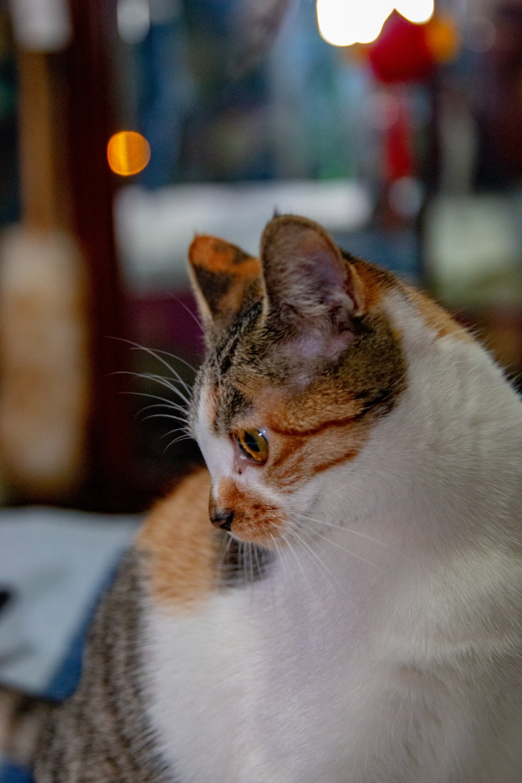 猫咪 第 2 张