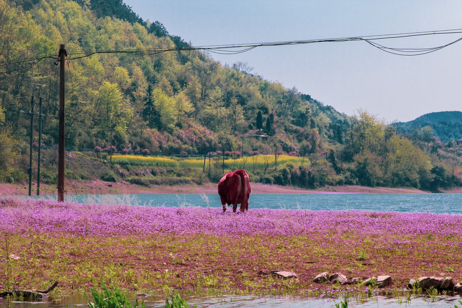 粉黛花海 第 7 张