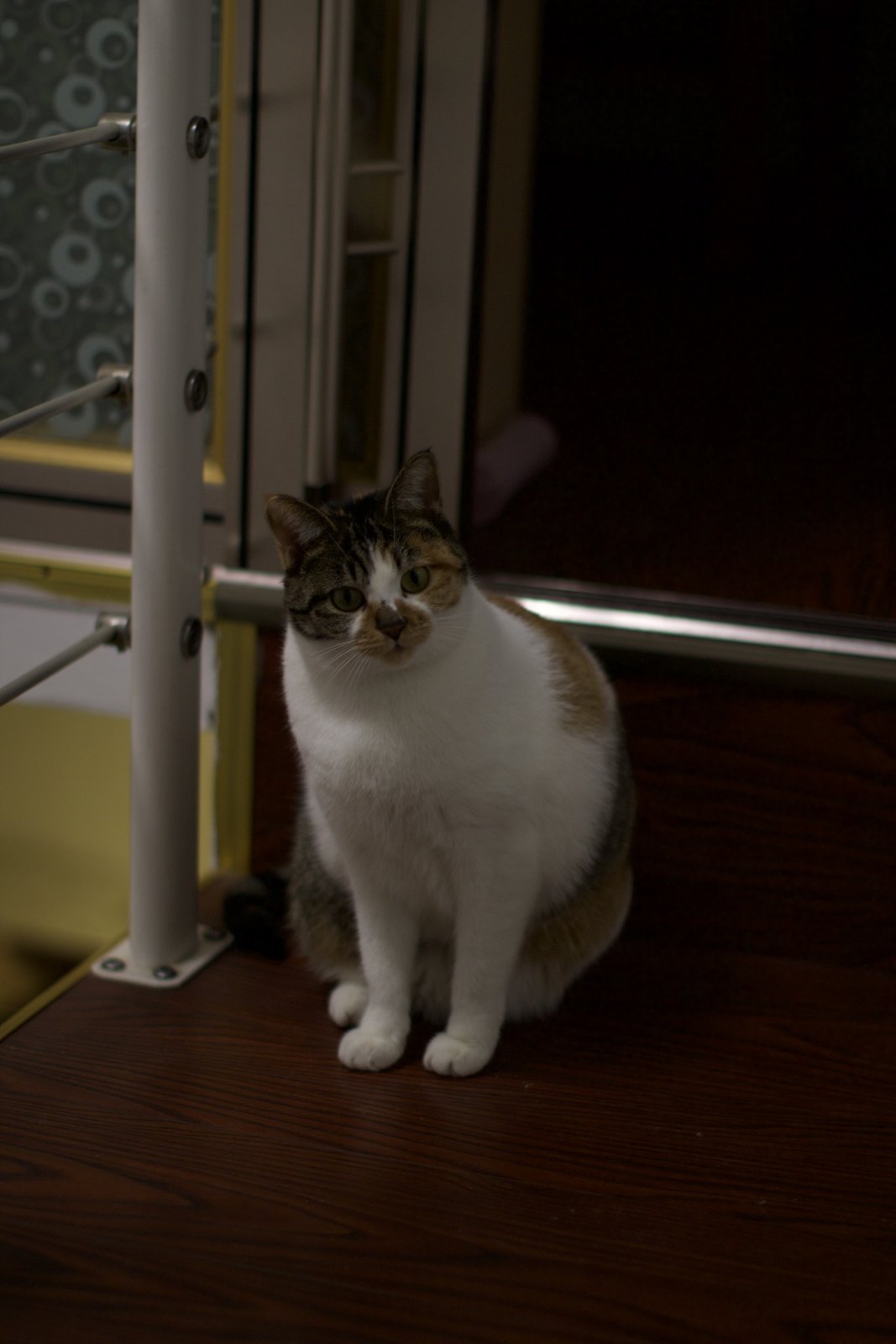 猫咪 第 3 张