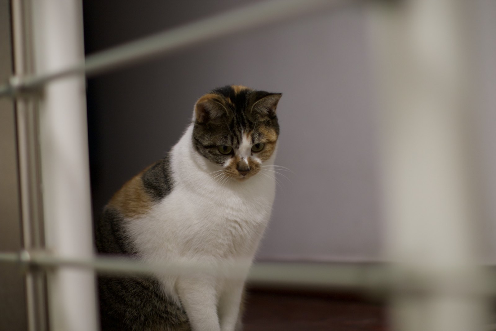 猫咪 第 6 张