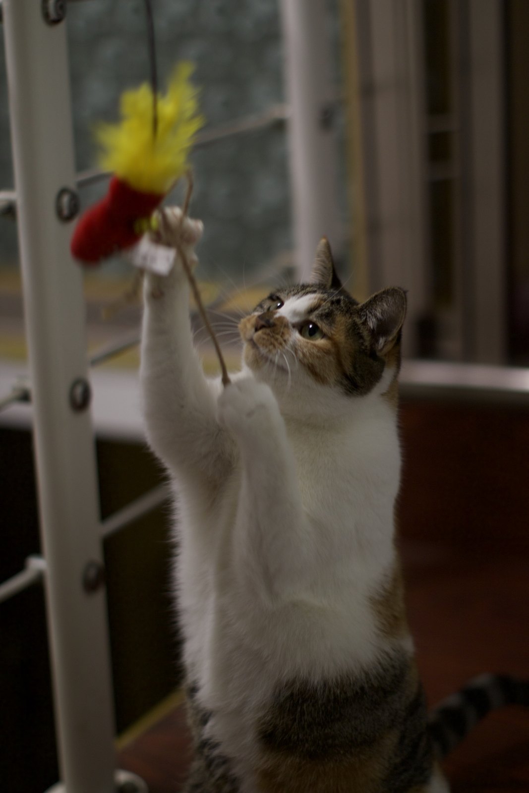 猫咪 第 4 张