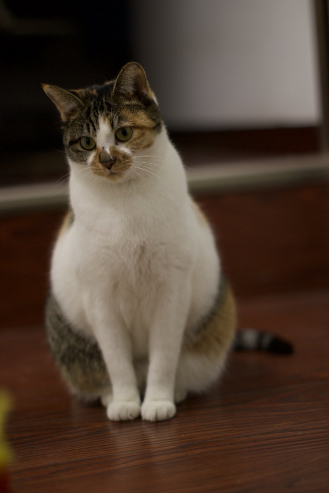 猫咪 第 8 张