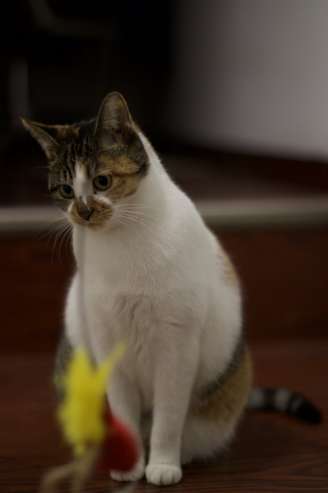 猫咪 第 7 张
