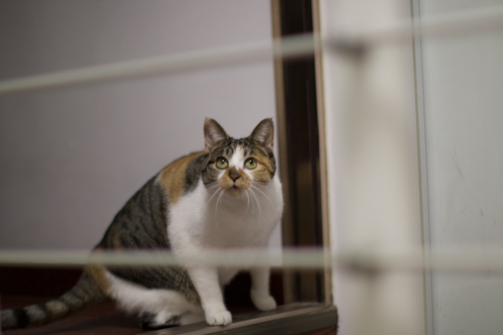 猫咪 第 5 张