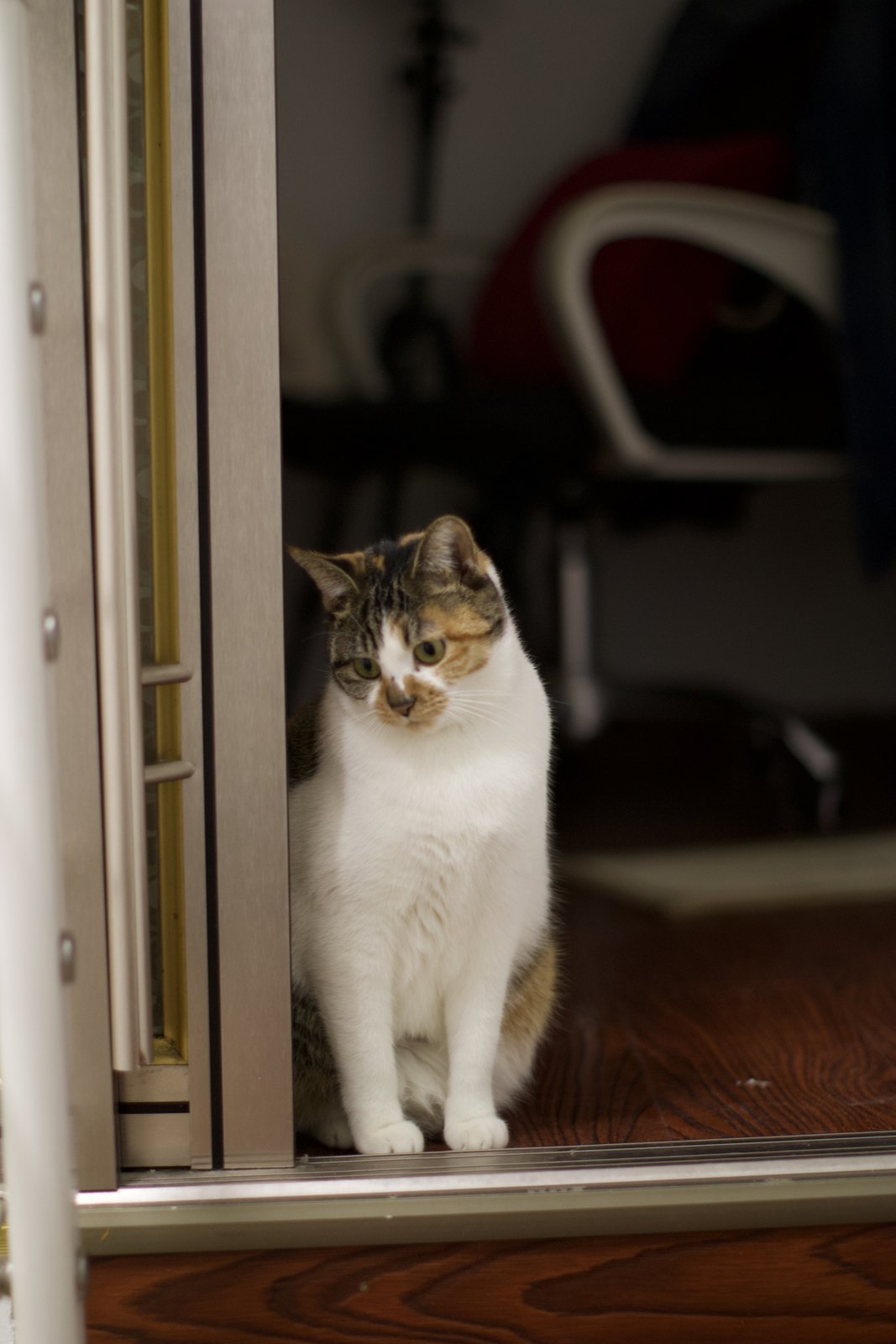 猫咪 第 9 张