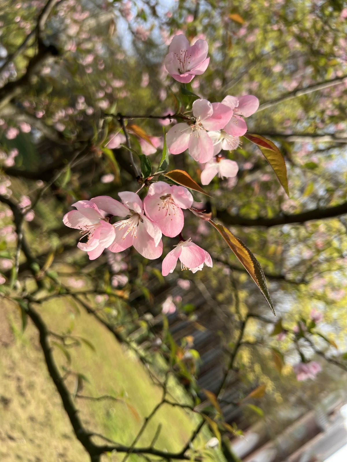 春日赏花 第 8 张