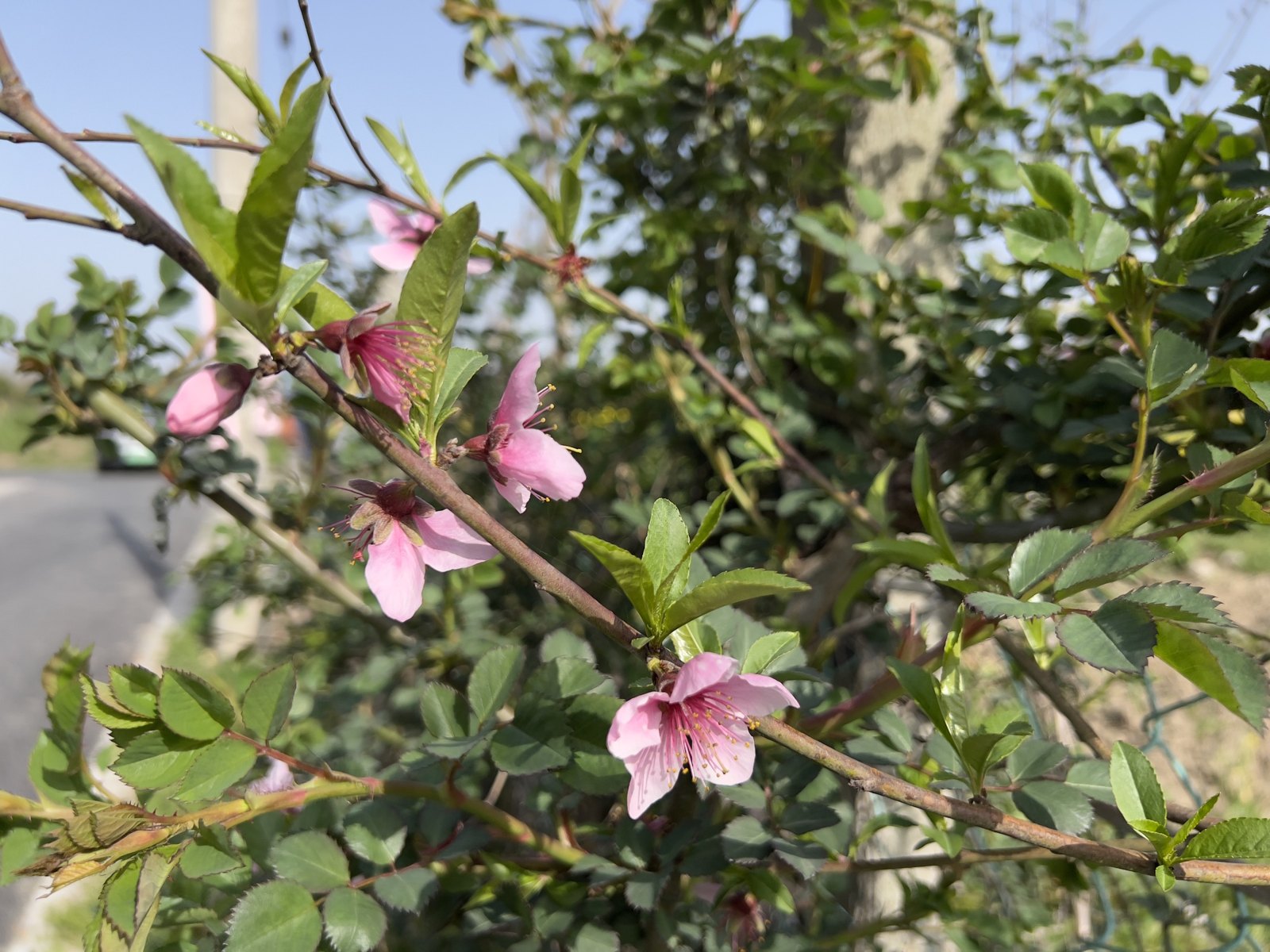 春日赏花 第 4 张