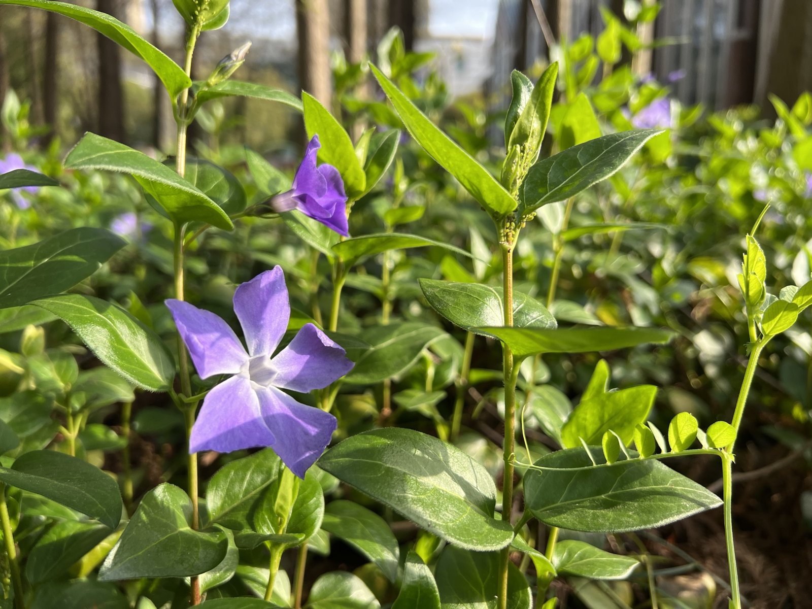 春日赏花 第 9 张