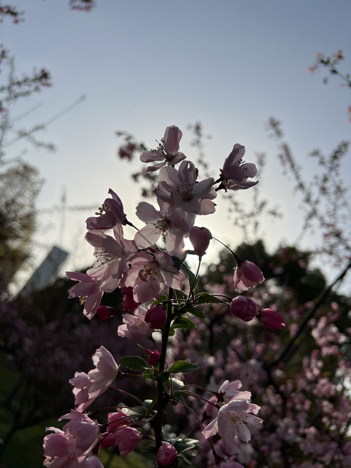 春日赏花 第 6 张