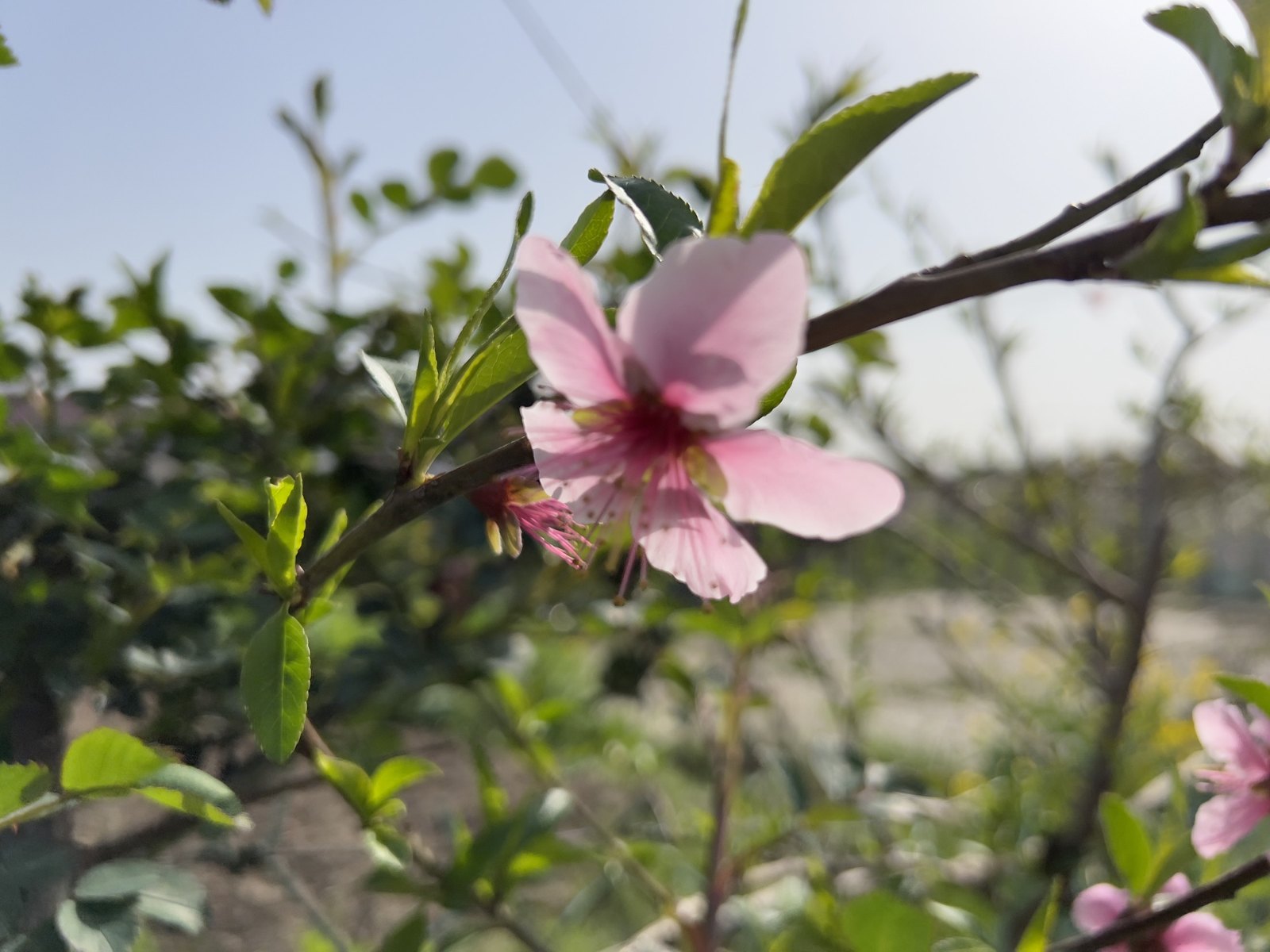 春日赏花 第 5 张