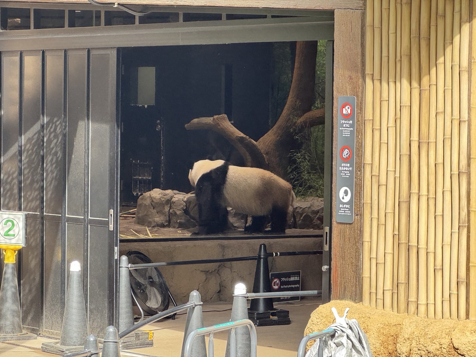 熊猫 第 4 张