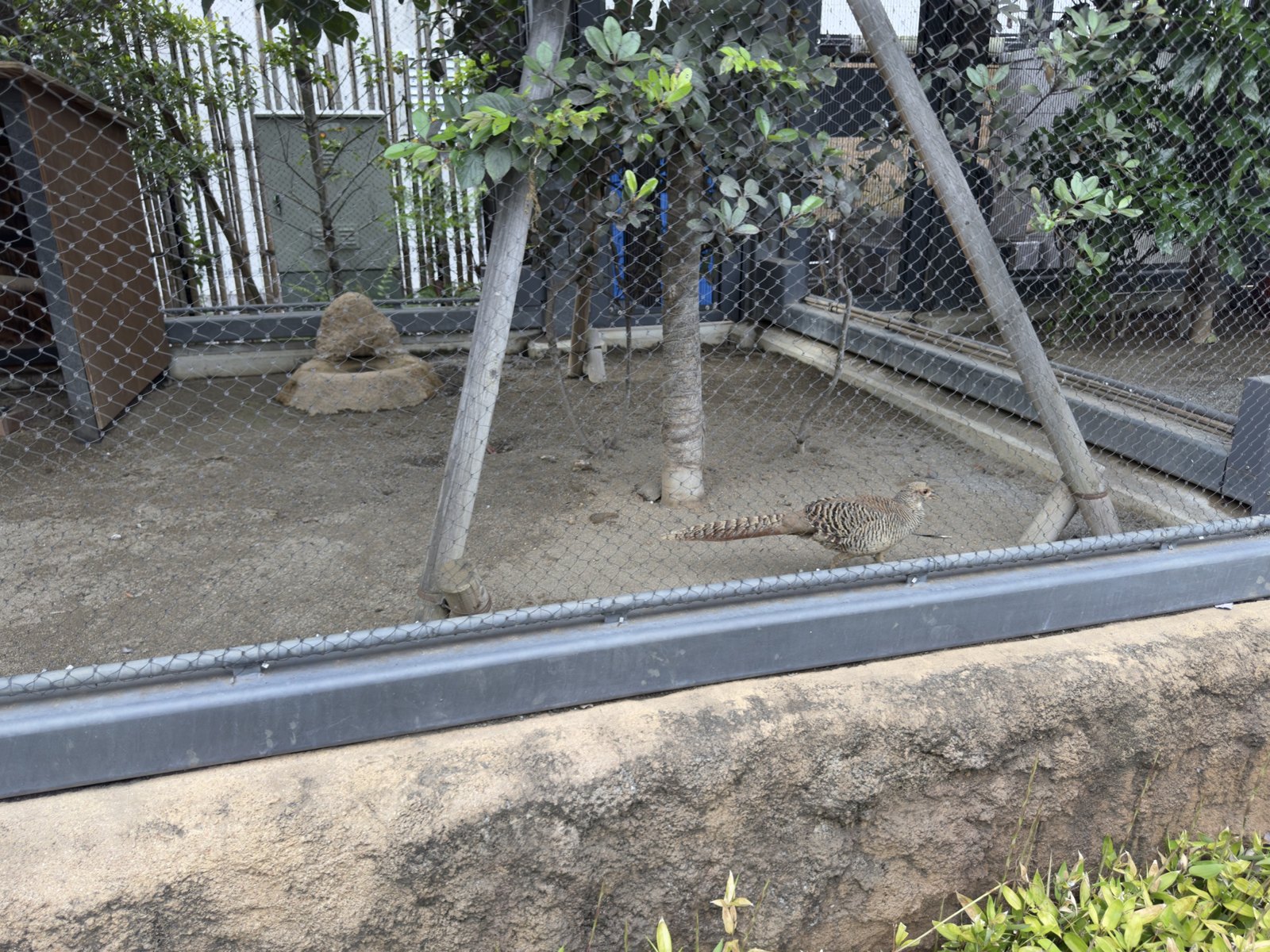 熊猫 第 7 张