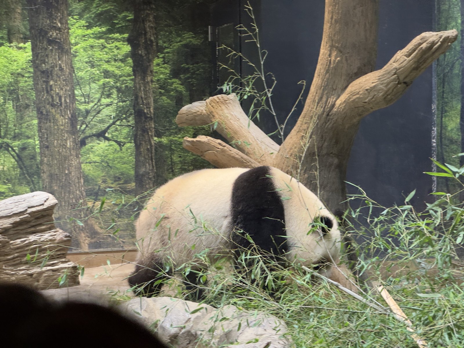 熊猫 第 5 张